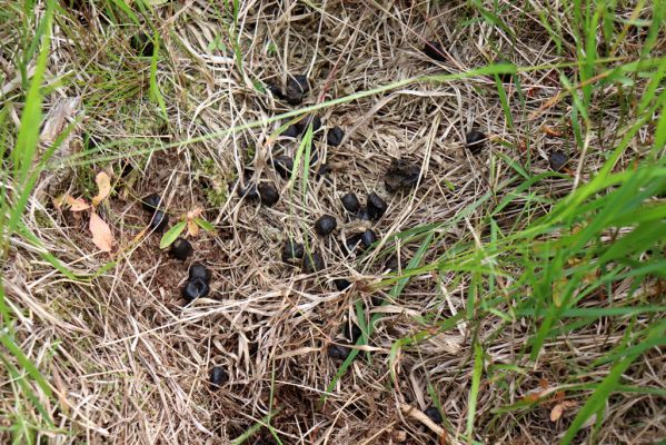 Vítkovice, 25.7.2020
Vrch Šeřín. Srnčí trus osídlený hnojníky Limarus maculatus a Parammoecius corvinus. 
Schlüsselwörter: Vítkovice vrch Šeřín