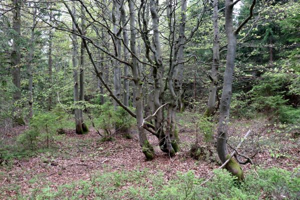 Špindlerův Mlýn, 25.7.2020
Vrch Šeřín. Bukový les na jižním svahu u Bucharovy cesty.
Schlüsselwörter: Špindlerův Mlýn vrch Šeřín bukový les
