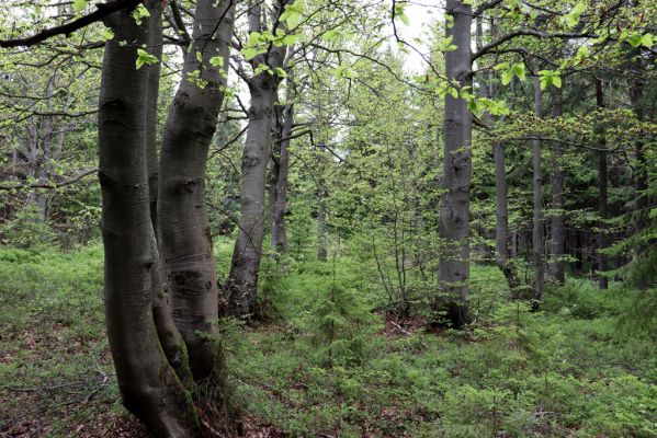 Špindlerův Mlýn, 25.7.2020
Vrch Šeřín. Bukový les na jižním svahu u Bucharovy cesty.
Schlüsselwörter: Špindlerův Mlýn vrch Šeřín bukový les
