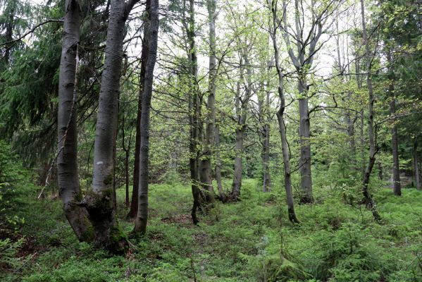 Špindlerův Mlýn, 25.7.2020
Vrch Šeřín. Bukový les na jižním svahu u Bucharovy cesty.
Schlüsselwörter: Špindlerův Mlýn vrch Šeřín bukový les