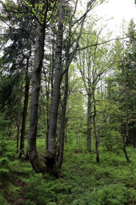 Špindlerův Mlýn, 25.7.2020
Vrch Šeřín. Bukový les na jižním svahu u Bucharovy cesty.
Keywords: Špindlerův Mlýn vrch Šeřín bukový les