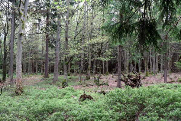 Špindlerův Mlýn, 25.7.2020
Vrch Šeřín. Bukový les na jižním svahu u Bucharovy cesty.
Keywords: Špindlerův Mlýn vrch Šeřín bukový les
