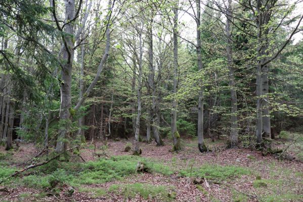 Špindlerův Mlýn, 25.7.2020
Vrch Šeřín. Bukový les na jižním svahu u Bucharovy cesty.
Mots-clés: Špindlerův Mlýn vrch Šeřín bukový les