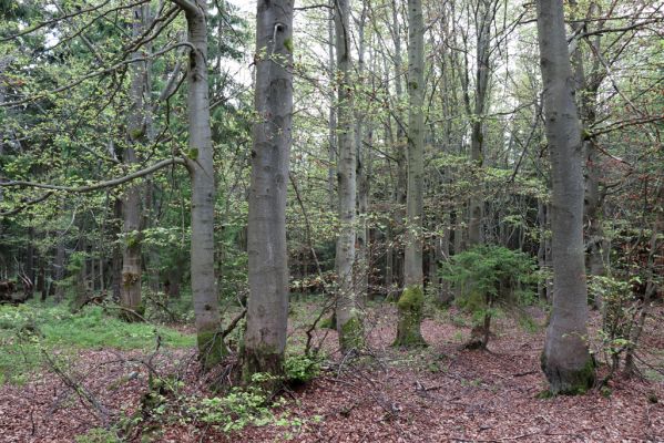 Špindlerův Mlýn, 25.7.2020
Vrch Šeřín. Bukový les na jižním svahu u Bucharovy cesty.
Klíčová slova: Špindlerův Mlýn vrch Šeřín bukový les