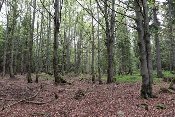 Špindlerův Mlýn, 25.7.2020
Vrch Šeřín. Bukový les na jižním svahu u Bucharovy cesty.
Klíčová slova: Špindlerův Mlýn vrch Šeřín bukový les
