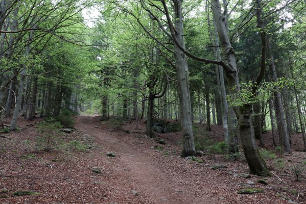 Špindlerův Mlýn, 25.7.2020
Vrch Šeřín. Bukový les na jižním svahu u Bucharovy cesty.
Klíčová slova: Špindlerův Mlýn vrch Šeřín bukový les