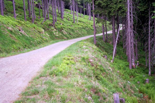 Krkonoše, Medvědín, 2.6.2003
Cesta přes České návrší. Biotop kovaříka Orithales serraticornis.



Klíčová slova: Špindlerův Mlýn Krkonoše, Medvědín České návrší Orithales serraticornis Ctenicera cuprea Athous subfuscus zebei Pheletes aeneoniger