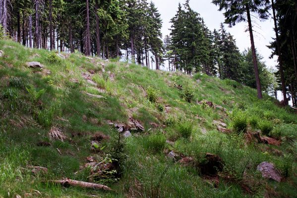 Krkonoše, Medvědín, 2.6.2003
Cesta přes České návrší. Biotop kovaříka Orithales serraticornis.


Schlüsselwörter: Špindlerův Mlýn Krkonoše, Medvědín České návrší Orithales serraticornis Ctenicera cuprea Athous subfuscus Pheletes aeneoniger