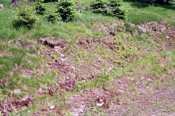 Krkonoše, Medvědín, 2.6.2003
Cesta přes České návrší. Biotop kovaříka Orithales serraticornis.



Klíčová slova: Špindlerův Mlýn Krkonoše, Medvědín České návrší Liotrichus affinis Orithales serraticornis Ctenicera cuprea Athous subfuscus Pheletes aeneoniger