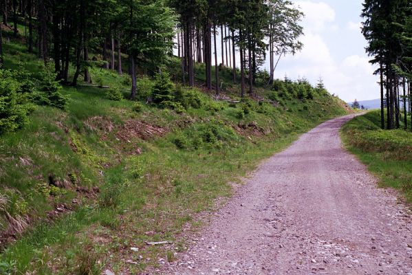 Krkonoše, Medvědín, 2.6.2003
Cesta přes České návrší. Biotop kovaříka Orithales serraticornis.
Klíčová slova: Špindlerův Mlýn Krkonoše, Medvědín České návrší Orithales serraticornis Ctenicera cuprea Athous subfuscus Pheletes aeneoniger