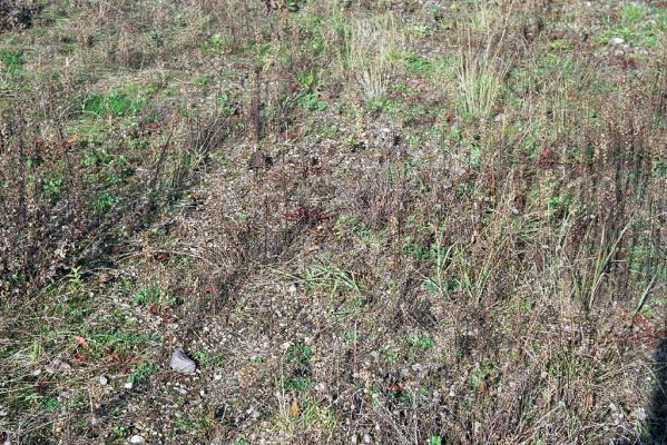 Předměřice nad Labem, 24.10.2004
Štěrkoviště mezi Labem a Správčickým písníkem, využívané jako parkoviště automobilů. Biotop kovaříků Zorochros dermestoides a Z. meridionalis.
Mots-clés: Předměřice nad Labem Správčice písník Zorochros dermestoides meridionalis