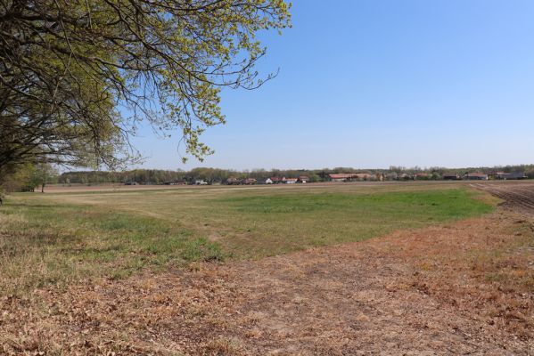 Srch, 23.4.2020
Písčiny u Pohránova.
Klíčová slova: Srch Pohránov písčiny