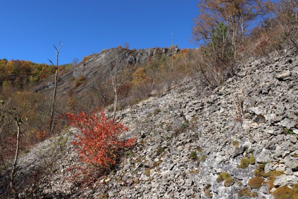 Svatý Jan pod Skalou, 20.10.2021
Svah pod vyhlídkou Na mramoru.
Klíčová slova: Český kras Svatý Jan pod Skalou Na mramoru