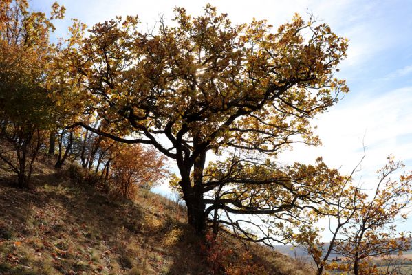 Svatý Jan pod Skalou, 20.10.2021
Vrch Třesina.
Keywords: Český kras Svatý Jan pod Skalou Třesina