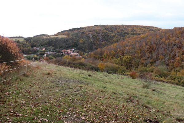 Hostim, 20.10.2021
Pastvina pod Vysokou strání.
Klíčová slova: Český kras Hostim Vysoká stráň Sigorus porcus