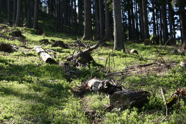 Staré Hory, 2.5.2012
Vrch Klopačka - severní svah.
Schlüsselwörter: Staré Hory vrch Klopačka Ampedus sanguineus nigrinus erythrogonus