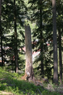 Staré Hory, 2.5.2012
Vrch Klopačka - severní svah. 
Klíčová slova: Staré Hory vrch Klopačka Ampedus sanguineus nigrinus erythrogonus