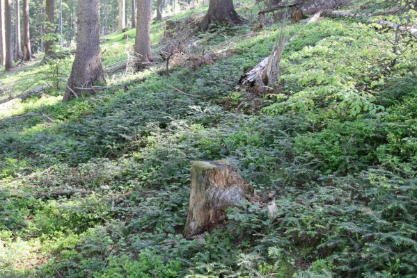 Staré Hory, 2.5.2012
Vrch Klopačka - severní svah. Zmlazení jedlí.
Mots-clés: Staré Hory vrch Klopačka