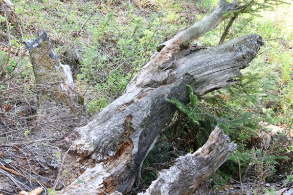 Staré Hory, 2.5.2012
Vrch Klopačka - severní svah.
Schlüsselwörter: Staré Hory vrch Klopačka Ampedus sanguineus nigrinus erythrogonus