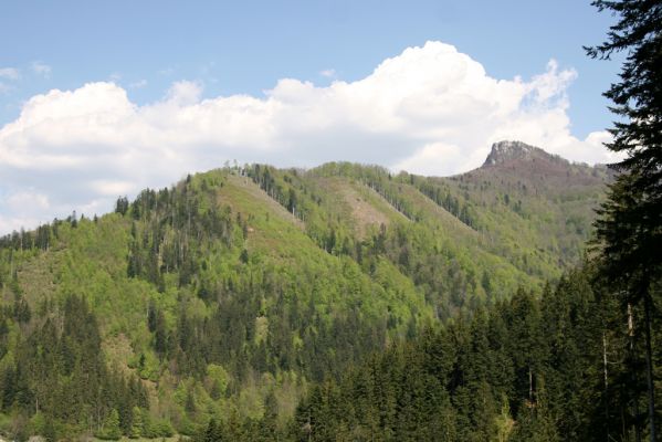 Staré Hory, 2.5.2012
Vrch Klopačka - pohled na Majerovu skalu. Holosečné hospodaření v Národním parku Veľká Fatra. 
Mots-clés: Staré Hory vrch Klopačka Veľká Fatra Majerova skala
