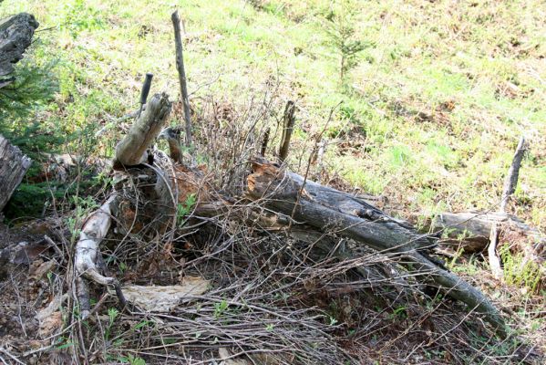 Staré Hory, 2.5.2012
Vrch Klopačka - severní svah.
Schlüsselwörter: Staré Hory vrch Klopačka Ampedus sanguineus nigrinus pomorum