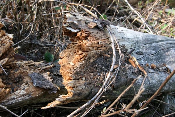 Staré Hory, 2.5.2012
Vrch Klopačka - severní svah.
Klíčová slova: Staré Hory vrch Klopačka Ampedus sanguineus nigrinus erythrogonus