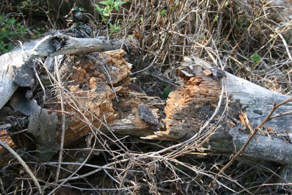 Staré Hory, 2.5.2012
Vrch Klopačka - severní svah.
Klíčová slova: Staré Hory vrch Klopačka Ampedus sanguineus nigrinus pomorum
