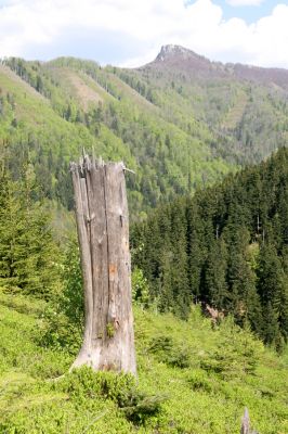Staré Hory, 2.5.2012
Vrch Klopačka - severní svah. Pohled na Majerovu skalu.
Schlüsselwörter: Staré Hory vrch Klopačka Veľká Fatra Majerova skala Ampedus sanguineus nigrinus erythrogonus
