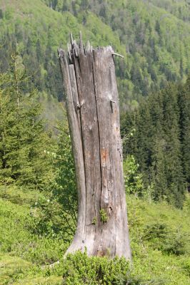 Staré Hory, 2.5.2012
Vrch Klopačka - severní svah.
Klíčová slova: Staré Hory vrch Klopačka Ampedus sanguineus nigrinus erythrogonus