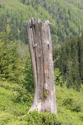 Staré Hory, 2.5.2012
Vrch Klopačka - severní svah.
Schlüsselwörter: Staré Hory vrch Klopačka Ampedus sanguineus nigrinus erythrogonus