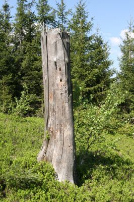 Staré Hory, 2.5.2012
Vrch Klopačka - severozápadní svah. 
Klíčová slova: Staré Hory vrch Klopačka Ampedus sanguineus nigrinus erythrogonus