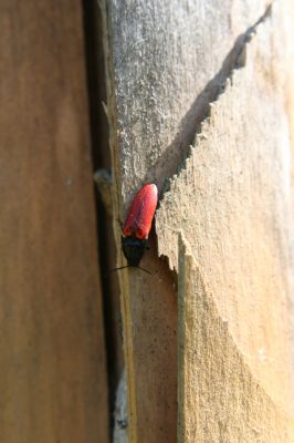 Staré Hory, 2.5.2012
Vrch Klopačka - severozápadní svah. Kovařík Ampedus sanguineus.
Klíčová slova: Staré Hory vrch Klopačka Ampedus sanguineus