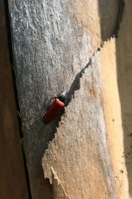 Staré Hory, 2.5.2012
Vrch Klopačka - severozápadní svah. Kovařík Ampedus sanguineus.
Klíčová slova: Staré Hory vrch Klopačka Ampedus sanguineus