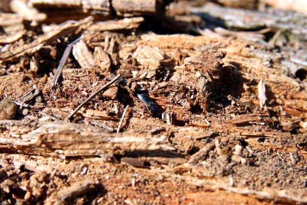 Staré Hory, 2.5.2012
Vrch Klopačka - severozápadní svah. Kovařík Ampedus tristis.
Schlüsselwörter: Staré Hory vrch Klopačka Ampedus tristis