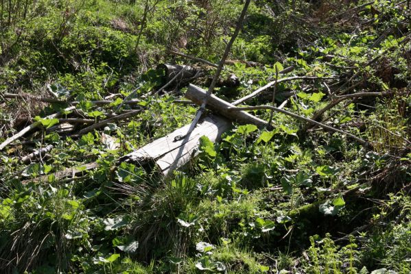 Staré Hory, 2.5.2012
Vrch Klopačka - severozápadní svah.
Schlüsselwörter: Staré Hory vrch Klopačka Ampedus aethiops pomorum tristis