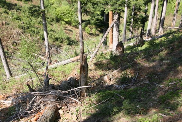 Staré Hory, 2.5.2012
Vrch Klopačka - severozápadní svah.
Klíčová slova: Staré Hory vrch Klopačka Cucujus haematodes