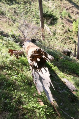 Staré Hory, 2.5.2012
Vrch Klopačka - severozápadní svah. 
Klíčová slova: Staré Hory vrch Klopačka Cucujus haematodes