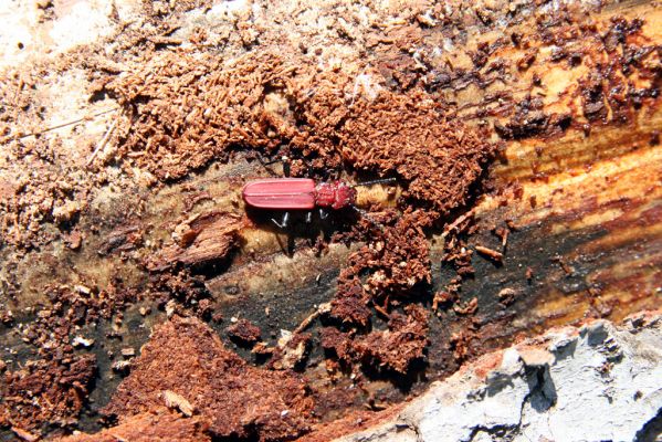 Staré Hory, 2.5.2012
Vrch Klopačka - severozápadní svah, padlá jedle. Lesák Cucujus haematodes.
Klíčová slova: Staré Hory vrch Klopačka Cucujus haematodes