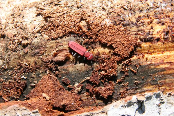 Staré Hory, 2.5.2012
Vrch Klopačka - severozápadní svah, padlá jedle. Lesák Cucujus haematodes.
Klíčová slova: Staré Hory vrch Klopačka Cucujus haematodes