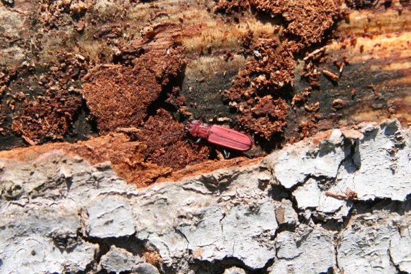 Staré Hory, 2.5.2012
Vrch Klopačka - severozápadní svah. Lesák Cucujus haematodes.
Klíčová slova: Staré Hory vrch Klopačka Cucujus haematodes