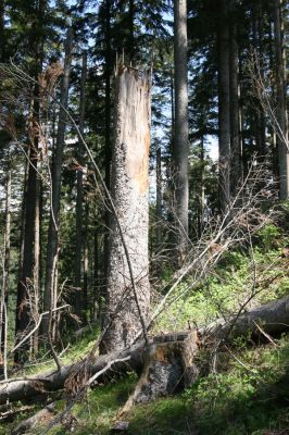 Staré Hory, 2.5.2012
Vrch Klopačka - severozápadní svah.
Klíčová slova: Staré Hory vrch Klopačka Cucujus haematodes