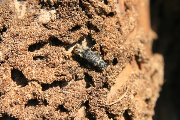 Staré Hory, 2.5.2012
Vrch Klopačka - severozápadní hřbet. Kovařík Danosoma fasciata.
Klíčová slova: Staré Hory vrch Klopačka Danosoma fasciata