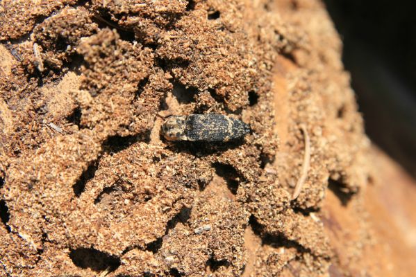 Staré Hory, 2.5.2012
Vrch Klopačka - severozápadní hřbet. Kovařík Danosoma fasciata.
Klíčová slova: Staré Hory vrch Klopačka Danosoma fasciata