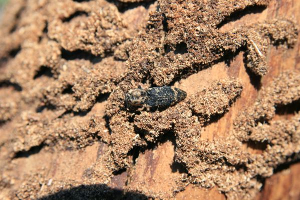 Staré Hory, 2.5.2012
Vrch Klopačka - severozápadní hřbet. Kovařík Danosoma fasciata.
Klíčová slova: Staré Hory vrch Klopačka Danosoma fasciata