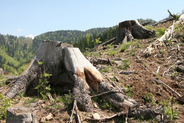 Staré Hory, 2.5.2012
Vrch Klopačka - severozápadní hřbet.
Schlüsselwörter: Staré Hory vrch Klopačka Danosoma fasciata