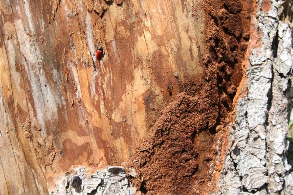 Staré Hory, 2.5.2012
Vrch Klopačka - severní svah. Kovaříci Ampedus sanguineus a A. karpathicus pod kůrou jedle. 
Schlüsselwörter: Staré Hory vrch Klopačka Ampedus karpathicus sanguineus