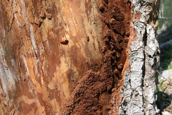 Staré Hory, 2.5.2012
Vrch Klopačka - severní svah. Kovaříci Ampedus sanguineus a A. karpathicus pod kůrou jedle. 
Klíčová slova: Staré Hory vrch Klopačka Ampedus karpathicus sanguineus