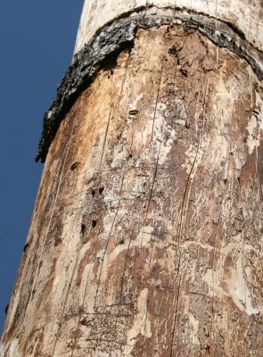 Staré Hory, 2.5.2012
Vrch Klopačka - severní svah. Kovaříci Ampedus sanguineus pod kůrou jedle.
Klíčová slova: Staré Hory vrch Klopačka Ampedus sanguineus