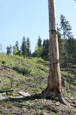 Staré Hory, 2.5.2012
Vrch Klopačka - severní svah. 
Klíčová slova: Staré Hory vrch Klopačka Ampedus karpathicus pomorum sanguineus