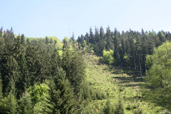 Staré Hory, 2.5.2012
Vrch Klopačka - západní svah.
Klíčová slova: Staré Hory vrch Klopačka Cucujus haematodes